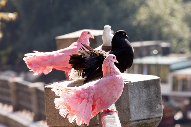 些不确定因 些不确定因